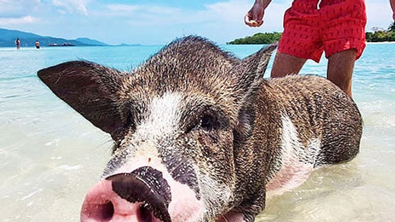 Koh Samui im November: Wetter, Regenzeit und was geht