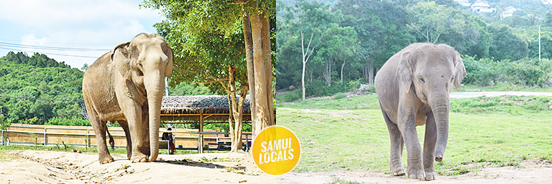 Elefanten laufen frei über das Gelände eines Sanctuary auf Koh Samui