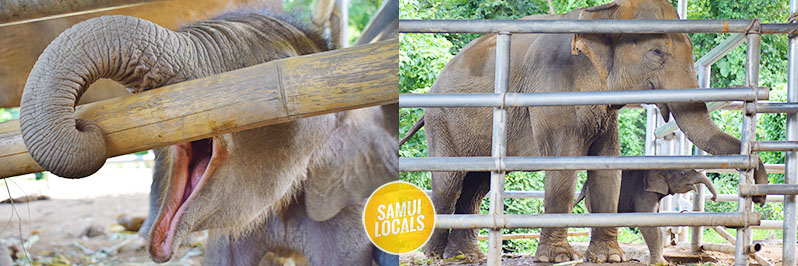 Elefantenkuh mit Jungtier in einem Sanctuary auf Koh Samui