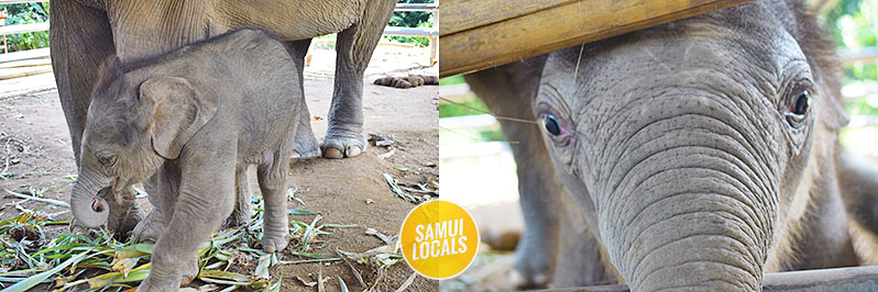 Baby-Elefant in einer Auffangstation auf Koh Samui