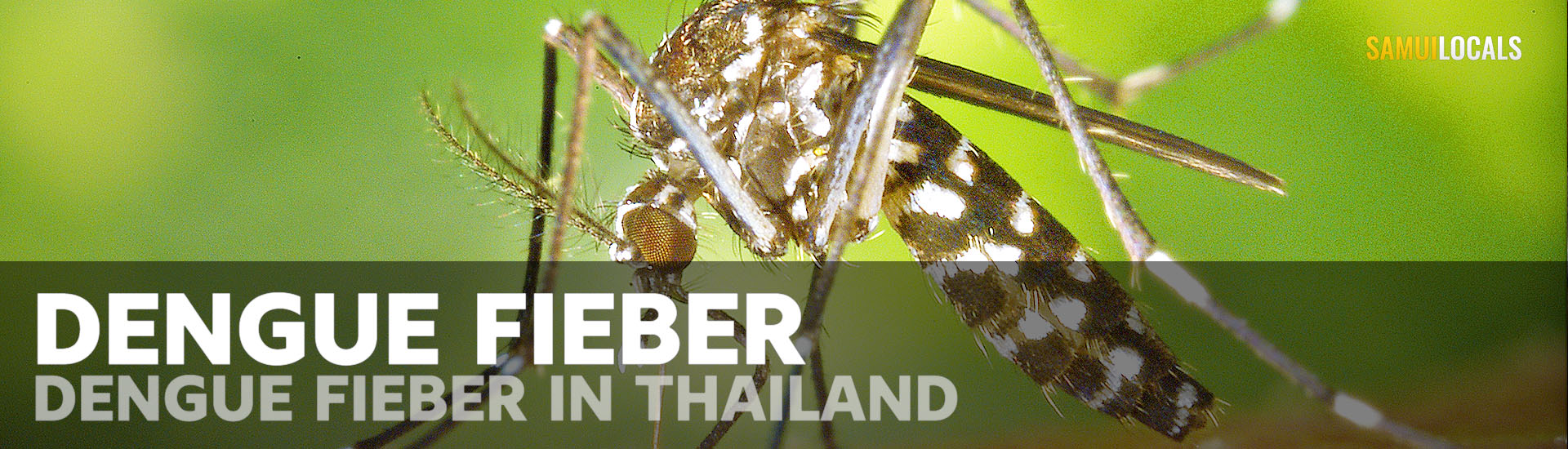 Aedes-Mücke als Überträger von Dengue-Fieber in Thailand