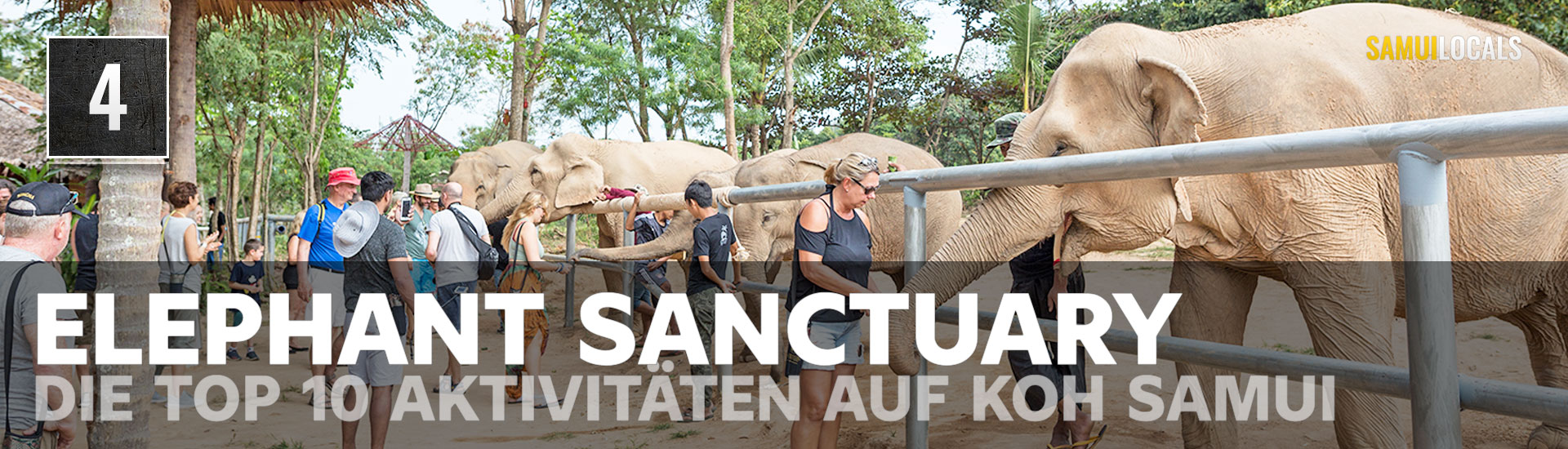 Elefant in der Auffangstation Elephant Haven auf Koh Samui